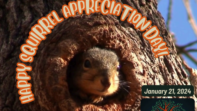 Squirrel Appreciation Day 2024 Video